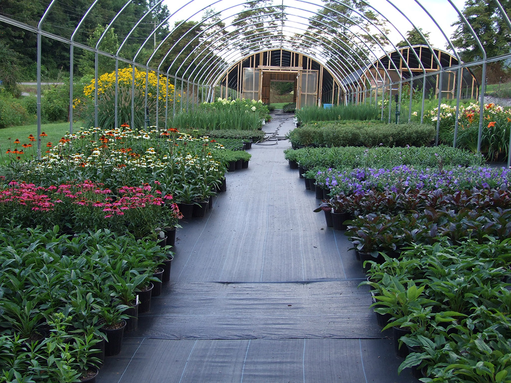 Asheville Perennials Willow Creek Nursery and Landscaping