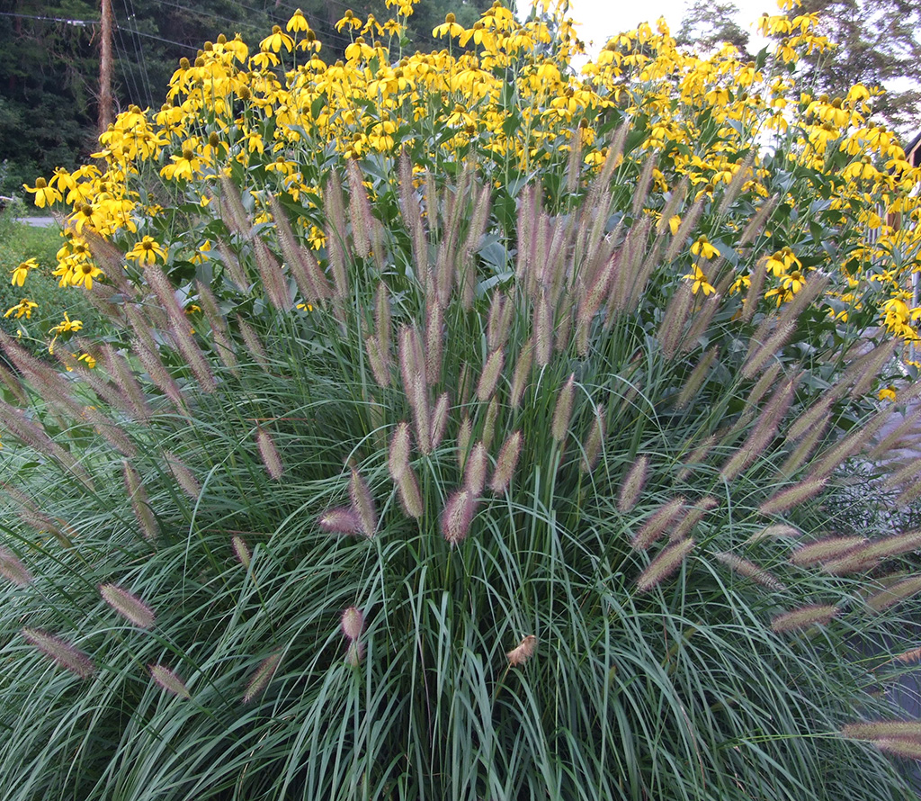 Asheville Perennials Willow Creek Nursery and Landscaping