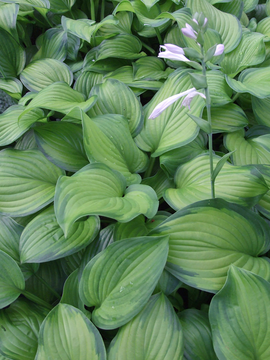 Asheville Perennials Willow Creek Nursery and Landscaping